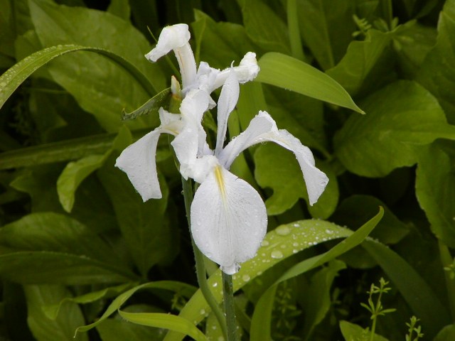 カキツバタ 白 アヤメ科